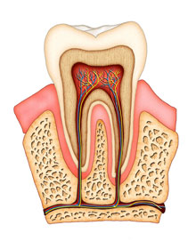 Root Canal